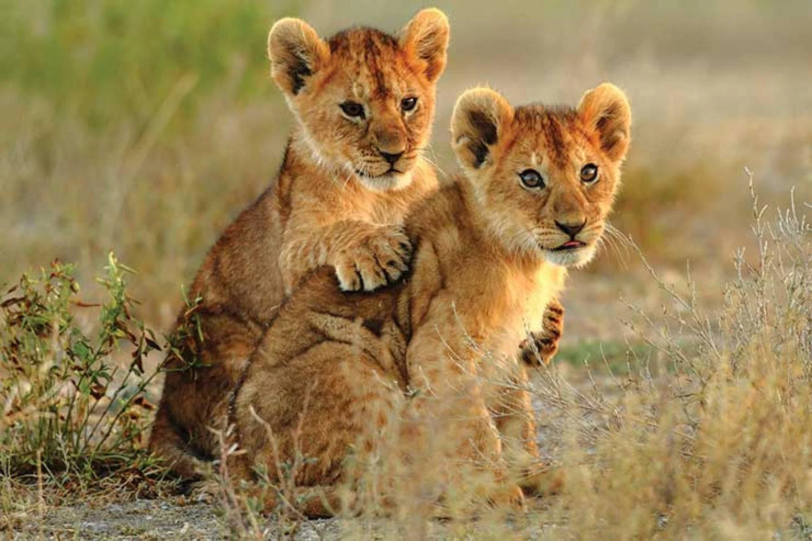 Lion cubs in Serengeti