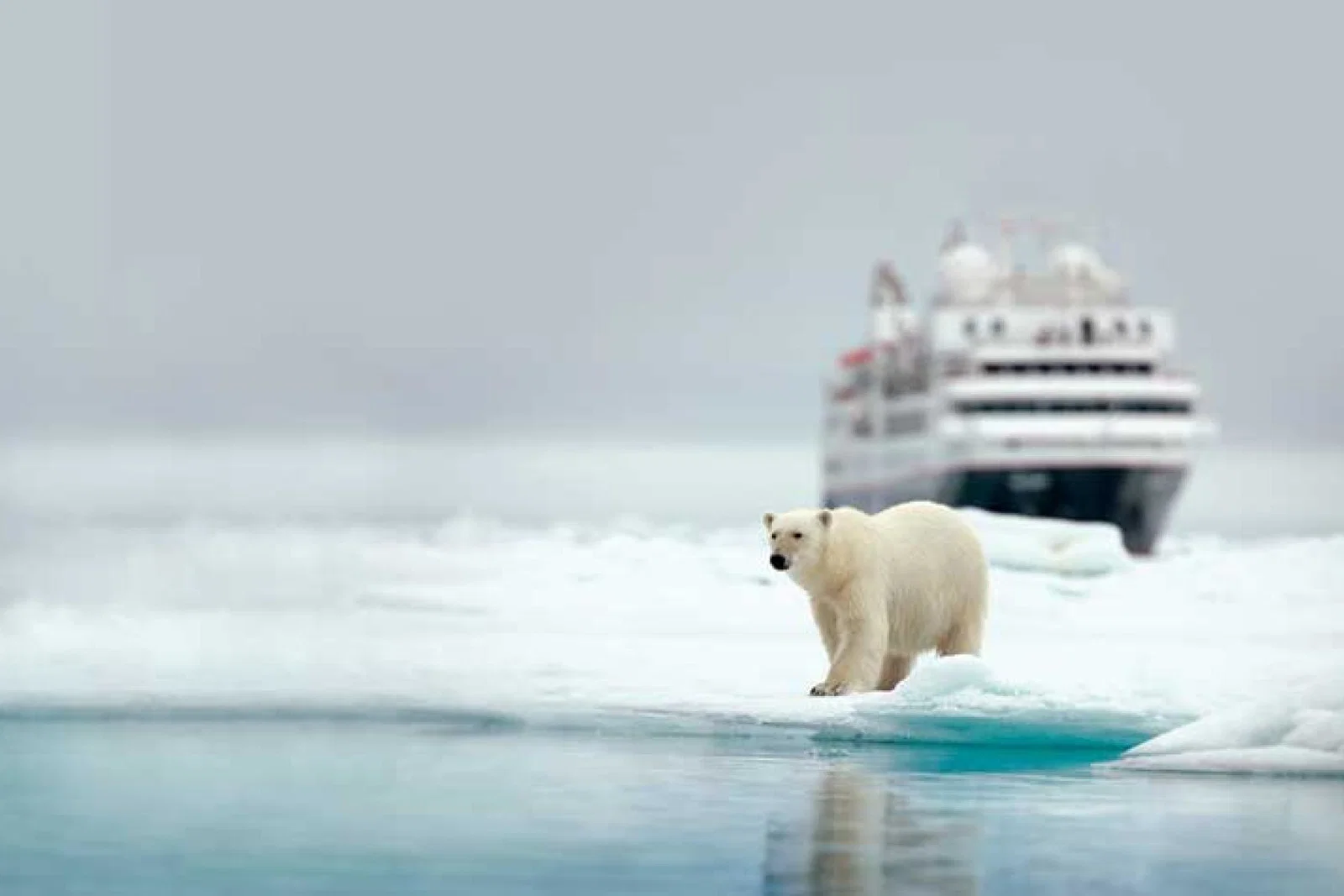 Polar bear on the ice with cruise liner in background