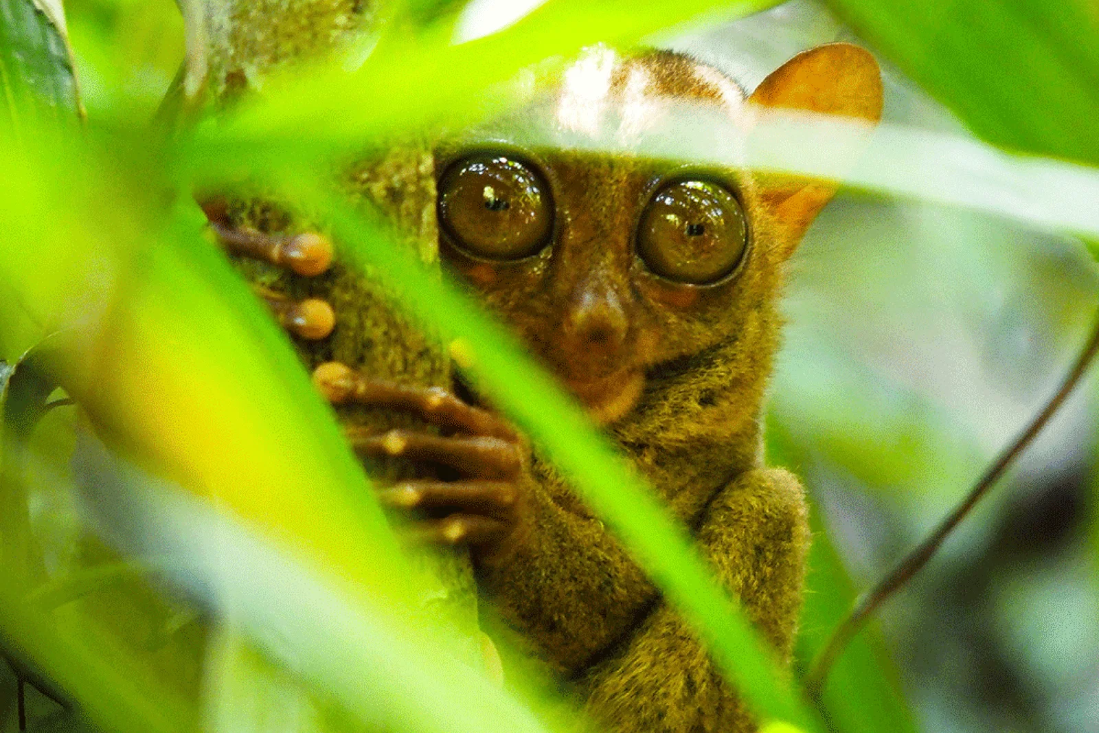 Tarsier-philippines-W&O.gif