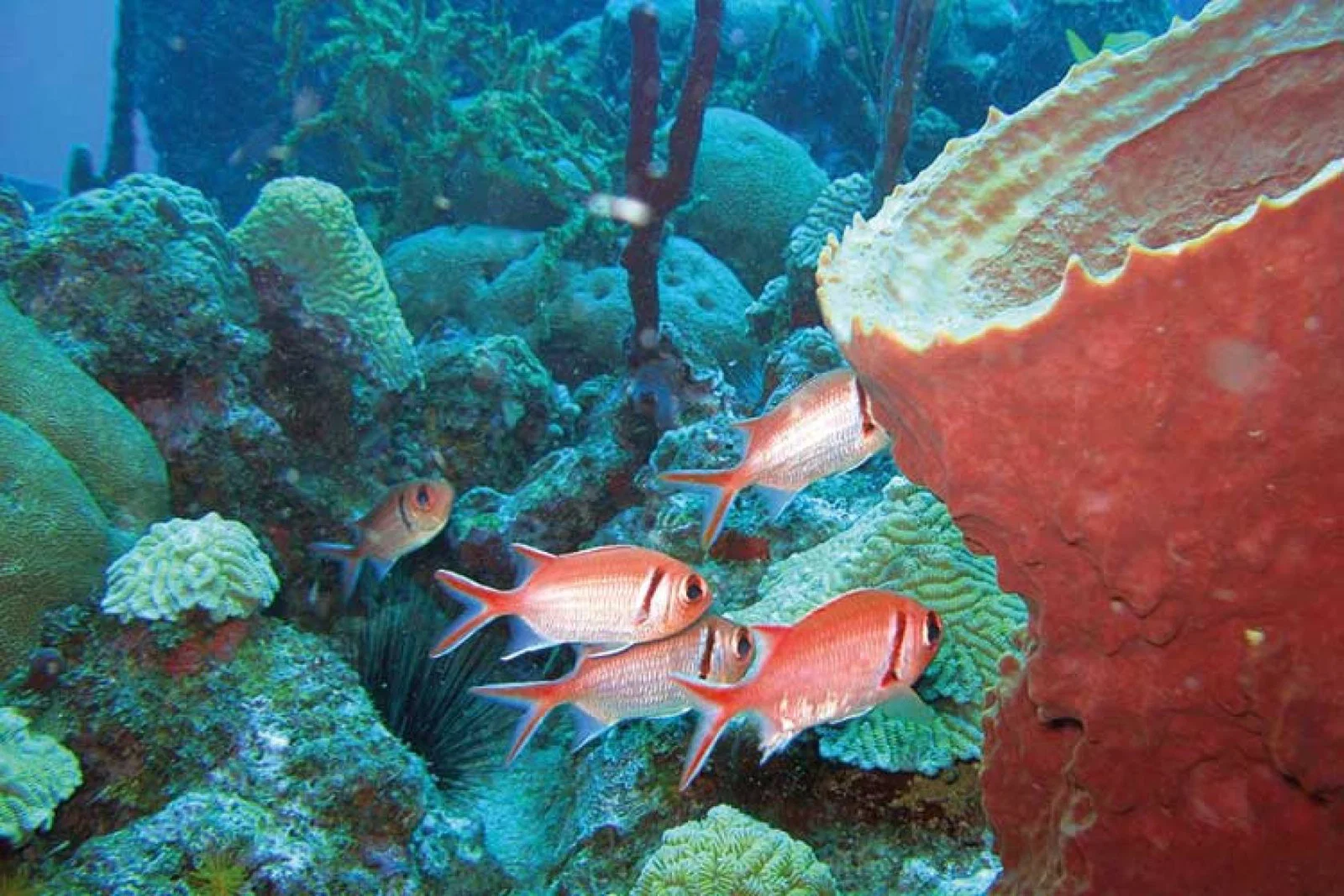 ReDiscover Dominica Coral Fish