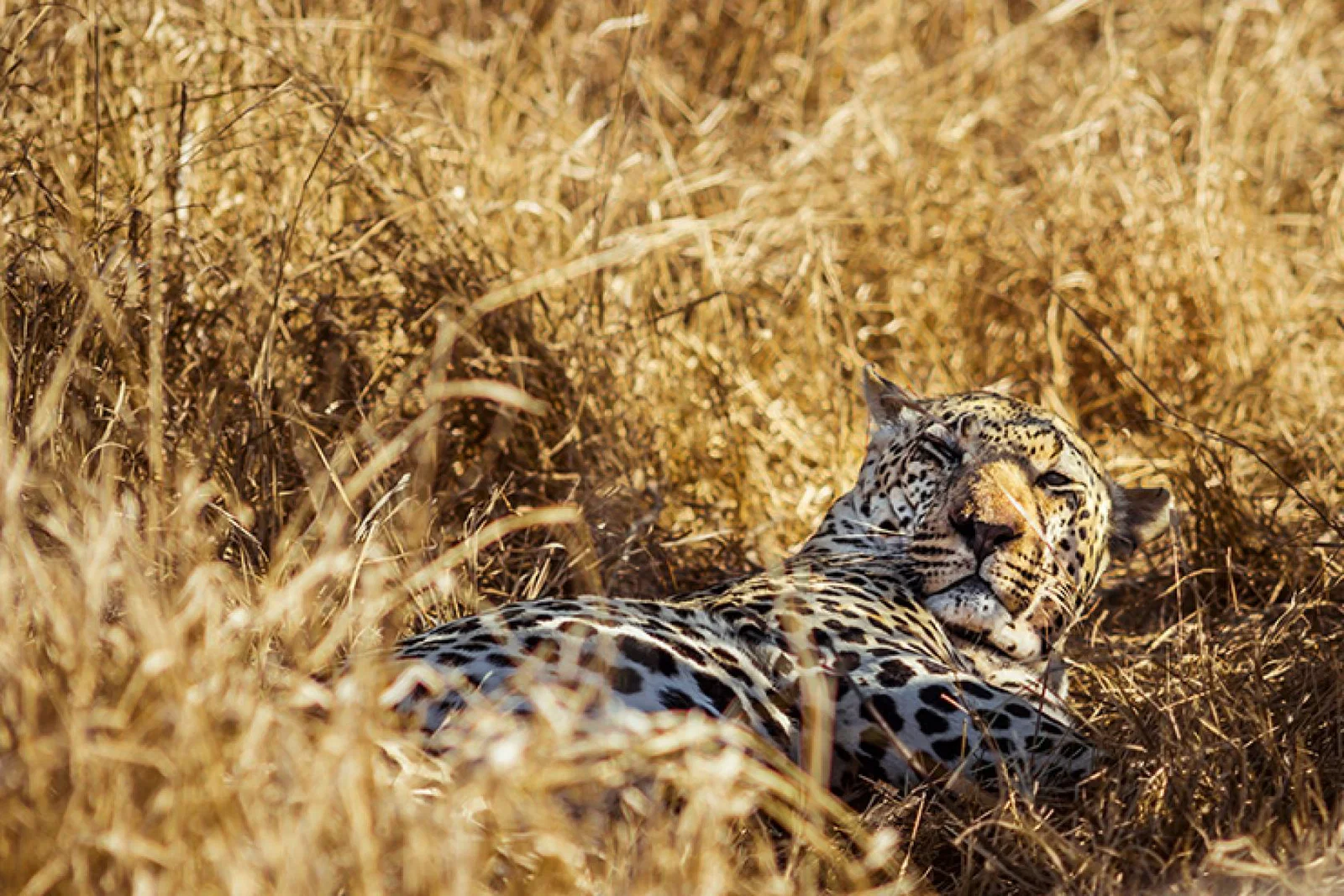 The event helps agents better connect with clients interested in wildlife travel