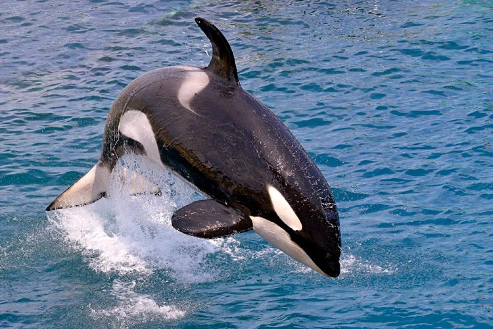 Leaping orca in the ocean