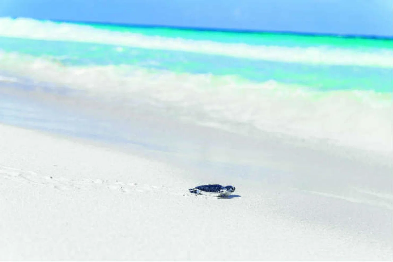 Turtle moving towards the sea