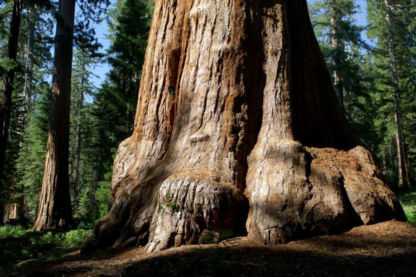  Mariposa Grove