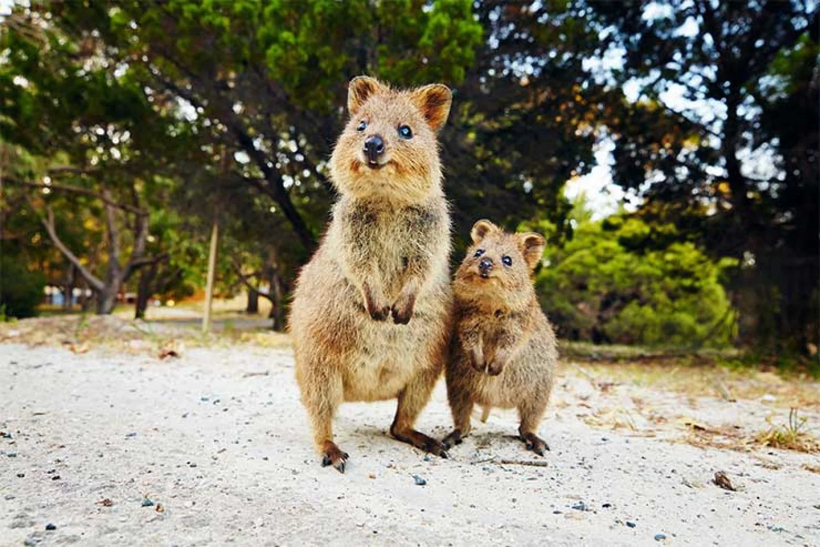 Quokkas on Rottnest Island, Perth, Western Australia