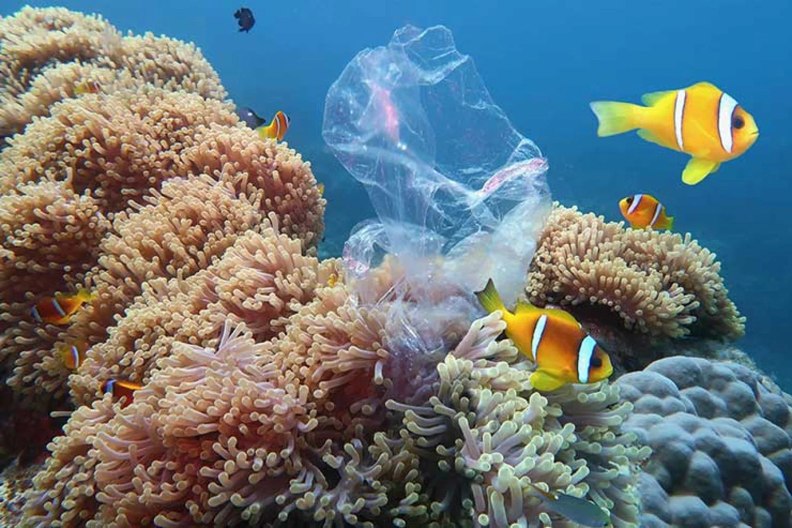 Tropical fish on a reef