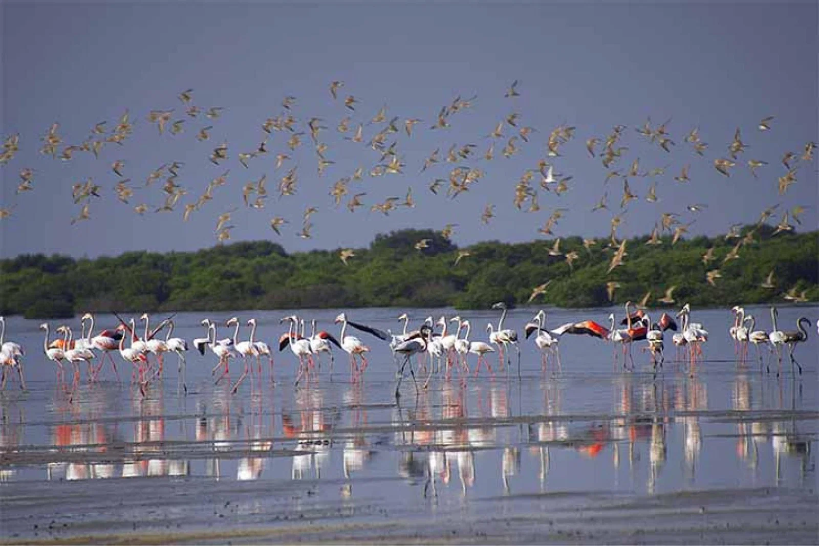 Al Zowra Ajman.jpg