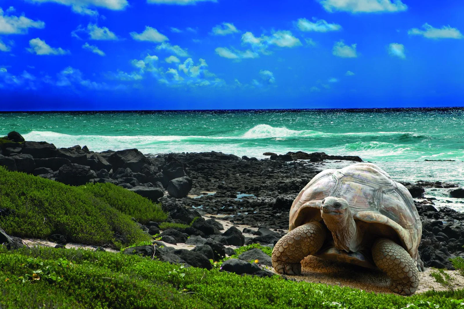 The team will give tours around the Galapagos Islands