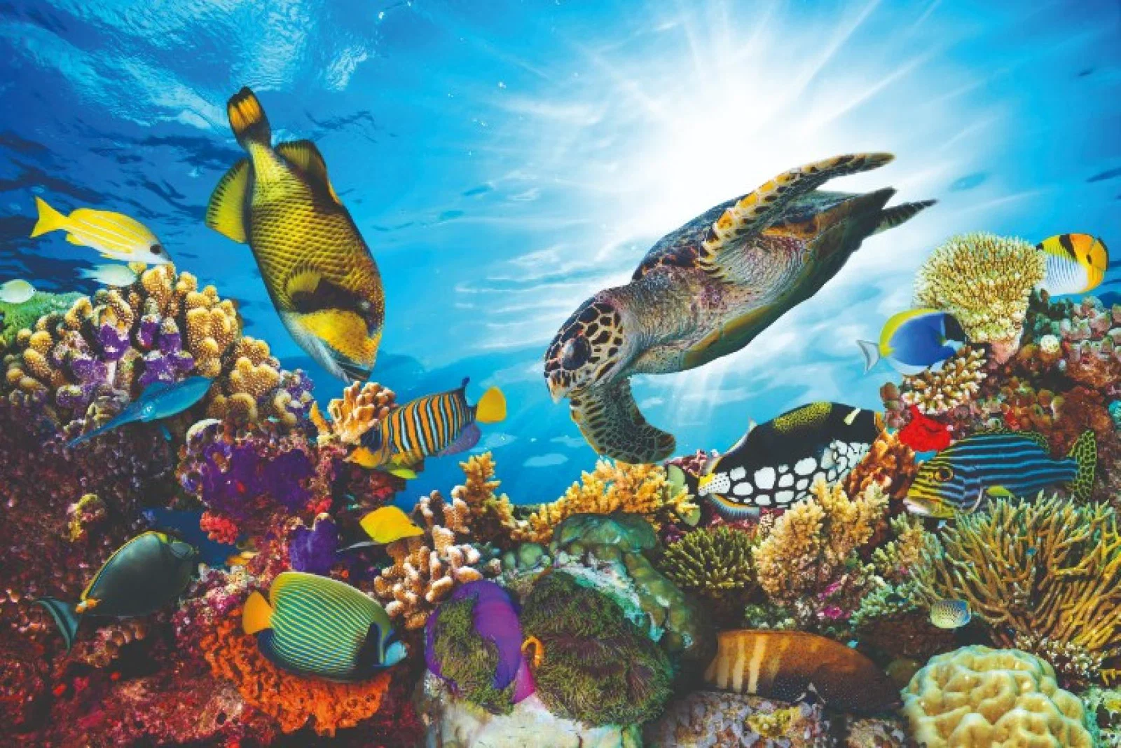 Tropical fish and turtles swimming in the Maldives