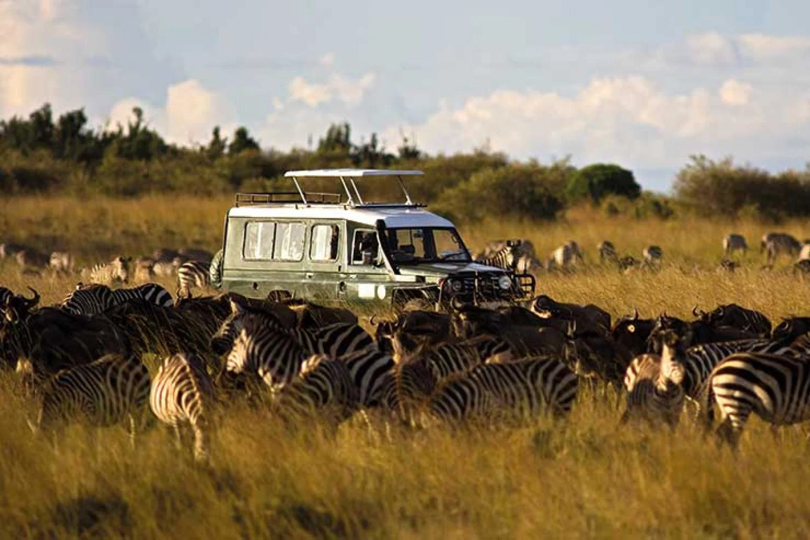 Jeep on safari amid a herd of zebras