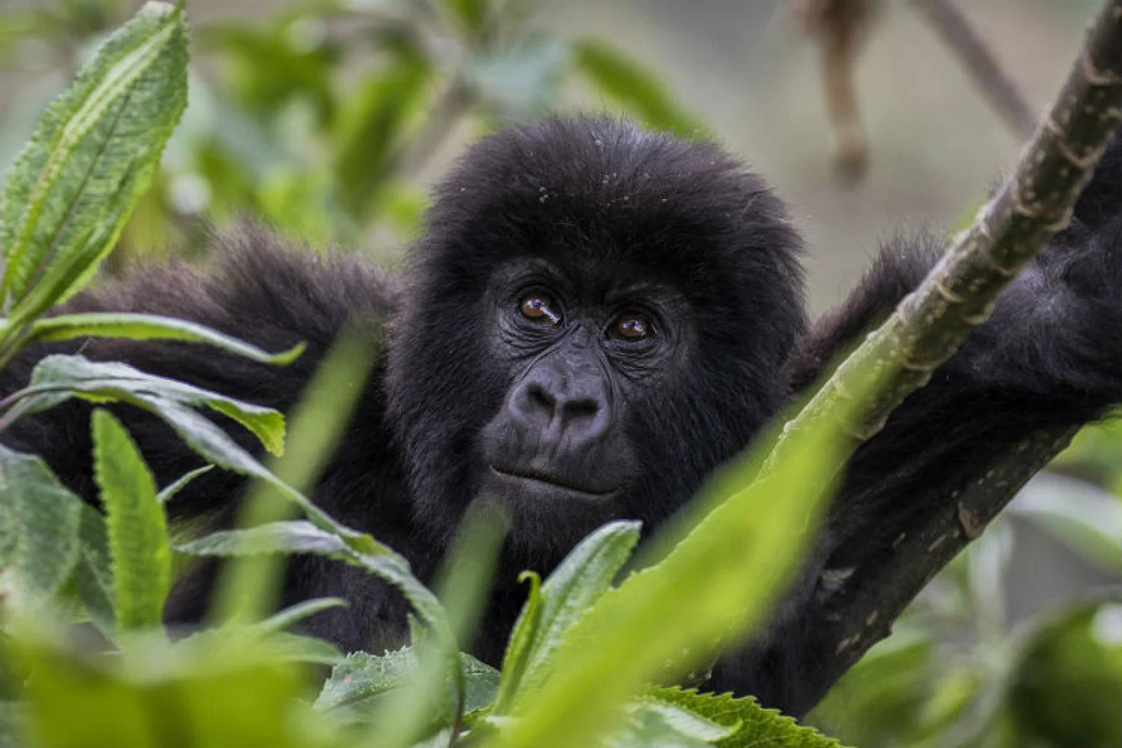 TCS baby gorilla