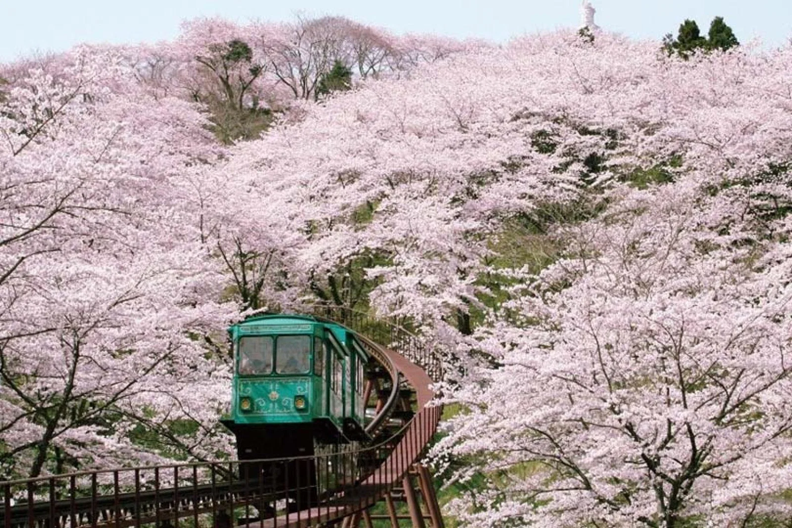 Japan could reopen in time for spring cherry blossom tours