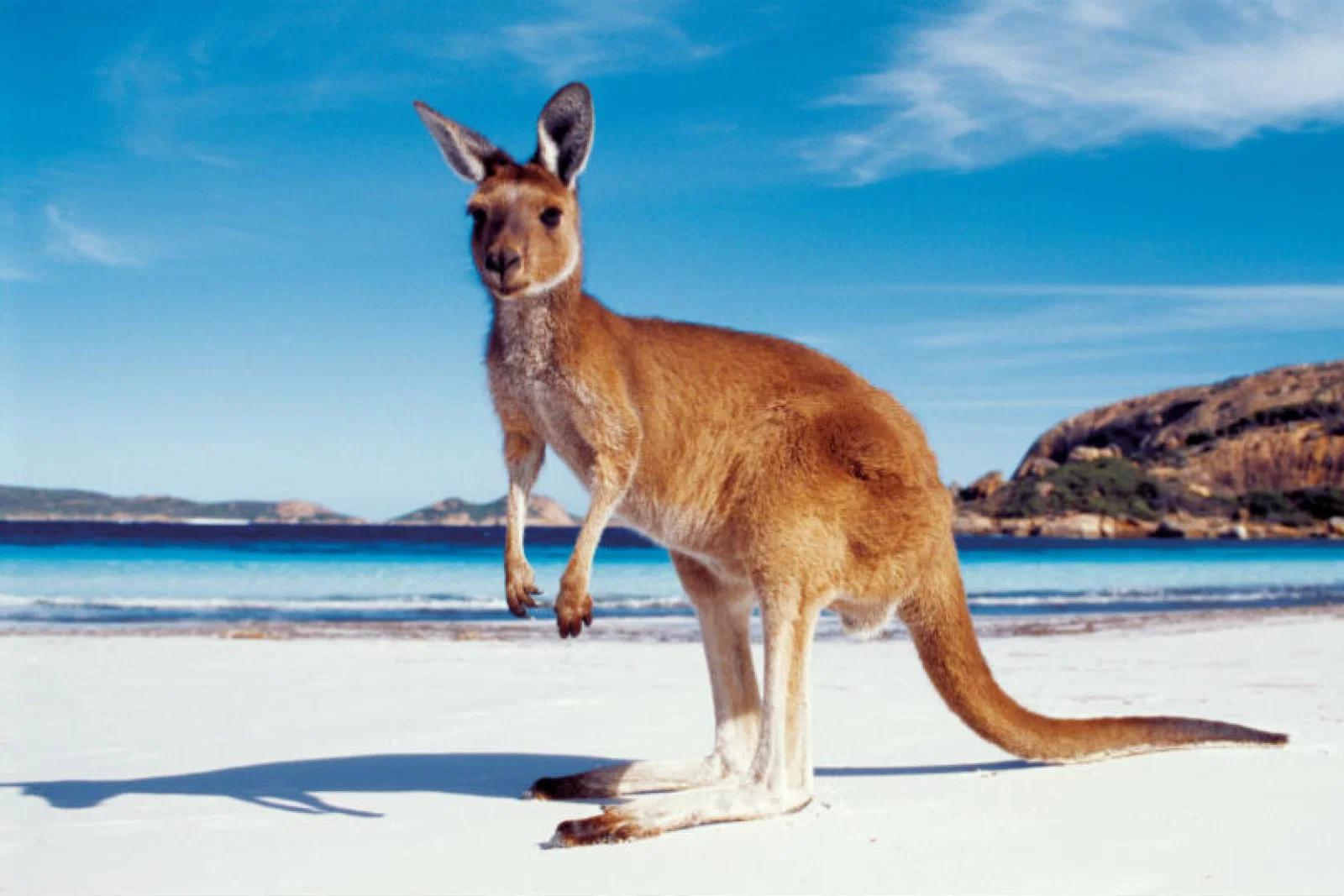 Australia and New Zealand have locked down their borders