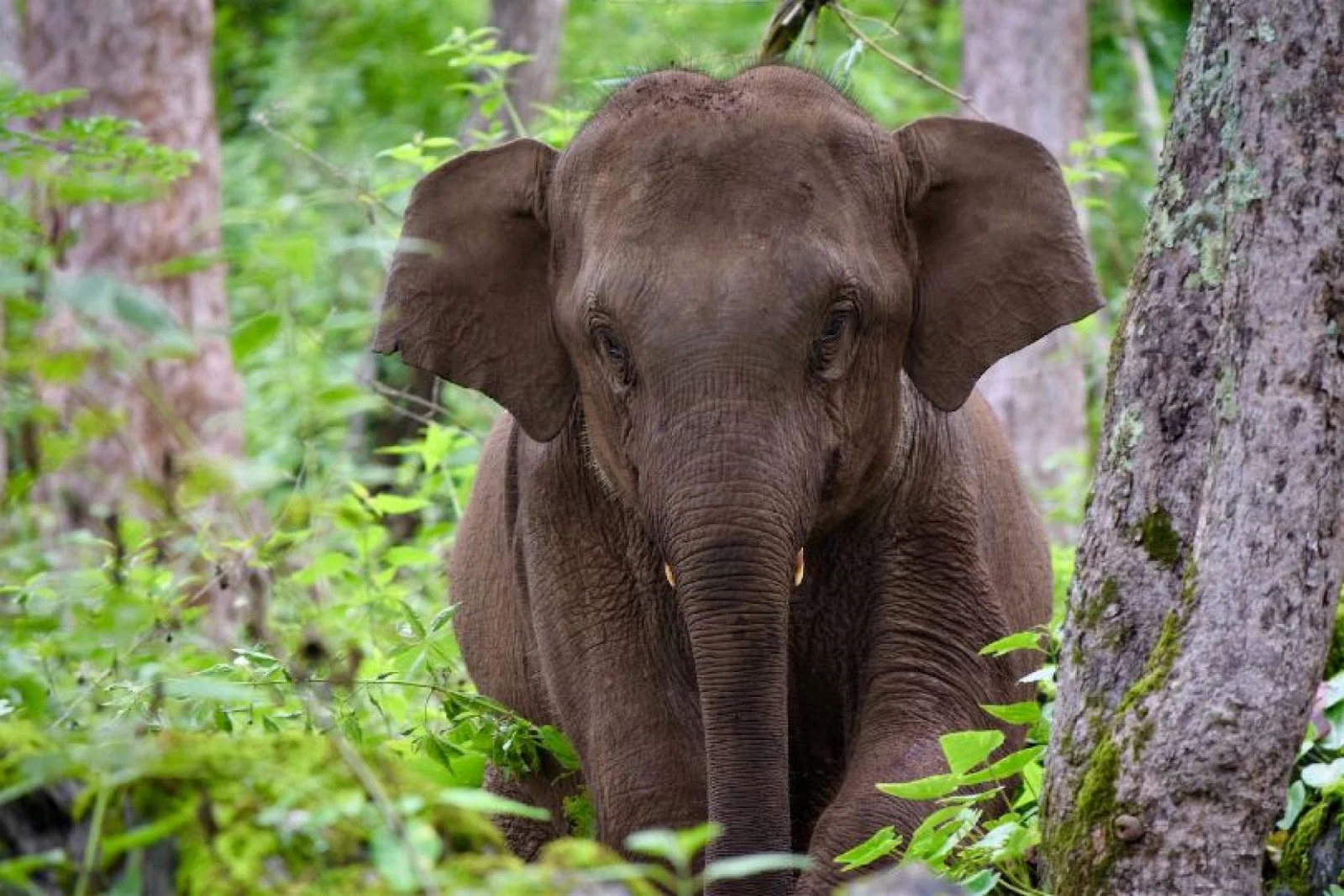 One of Explore's projects is the Mahouts Elephant Foundation