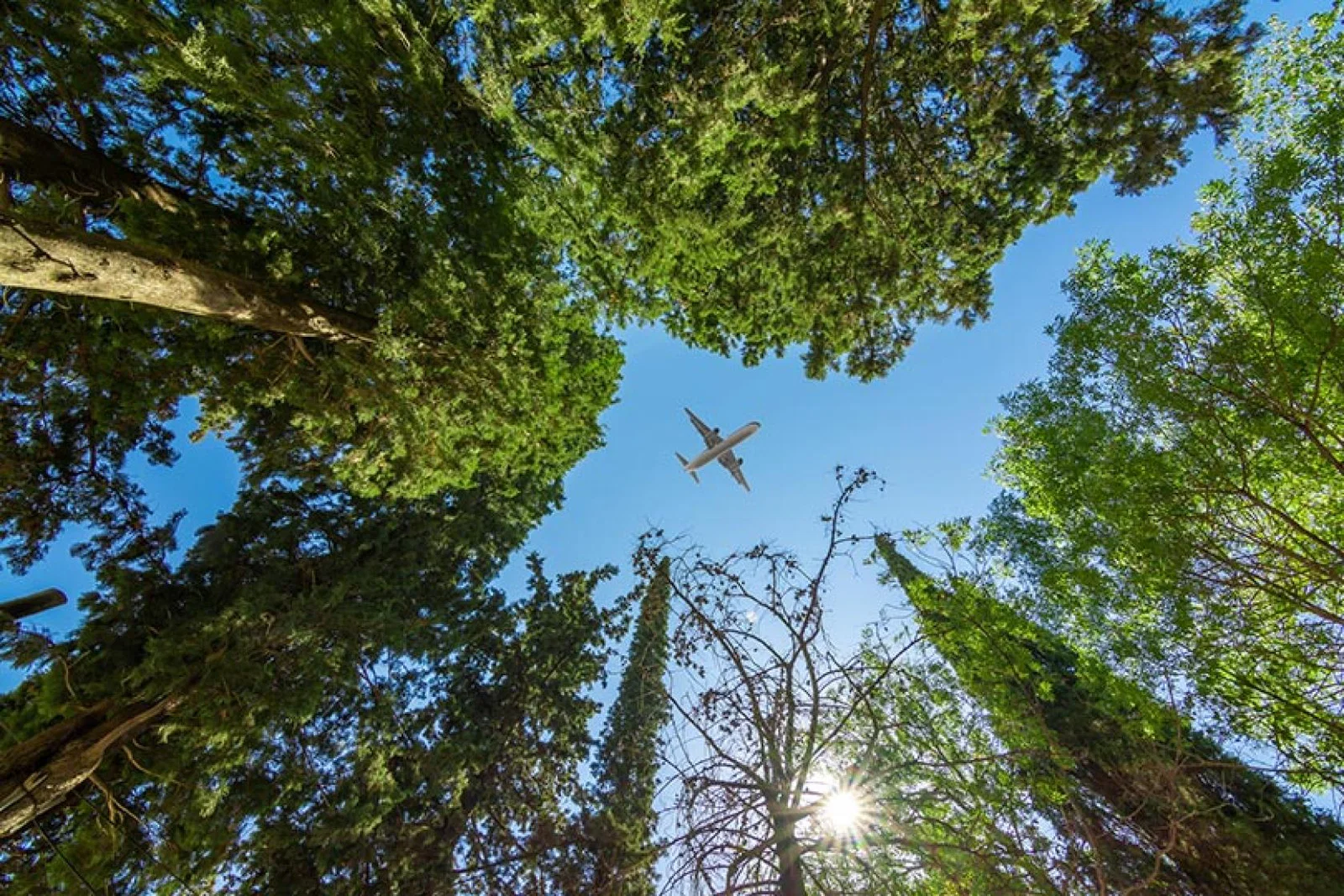 Jet above trees and woodland.jpg