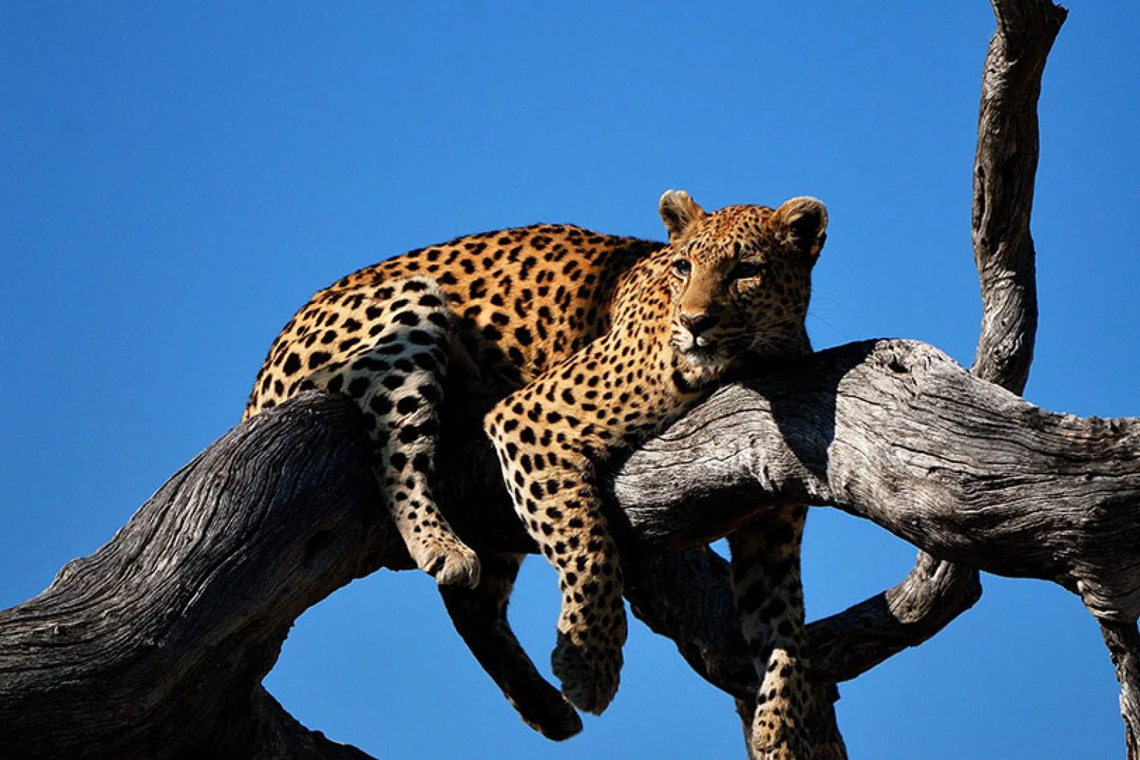 Leopard in the Okavango Delta (credit: Colin Watts, Unsplash)