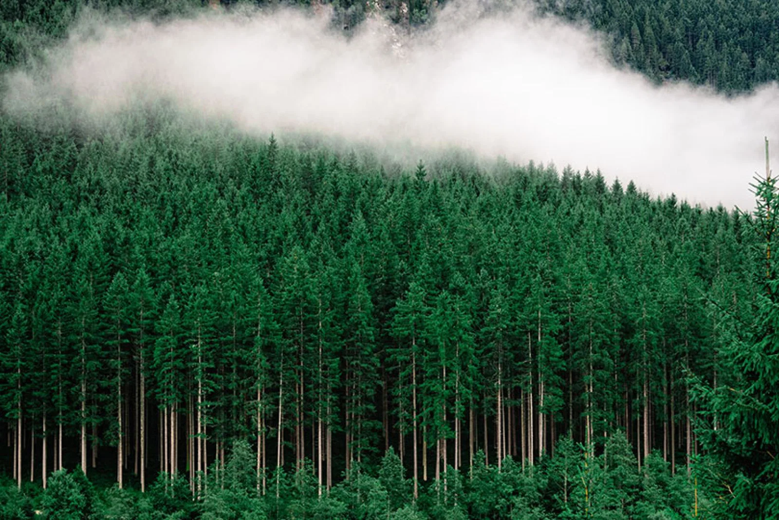 Ultima Collection aims to plant 10,000 trees