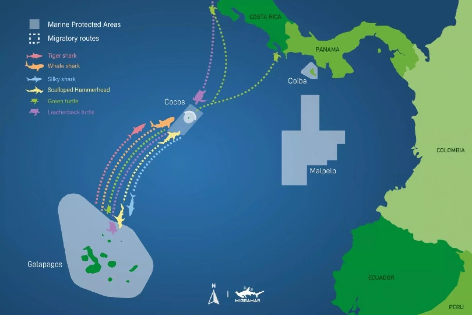 Galapagos-Cocos Swimway is a key migration route for marine life