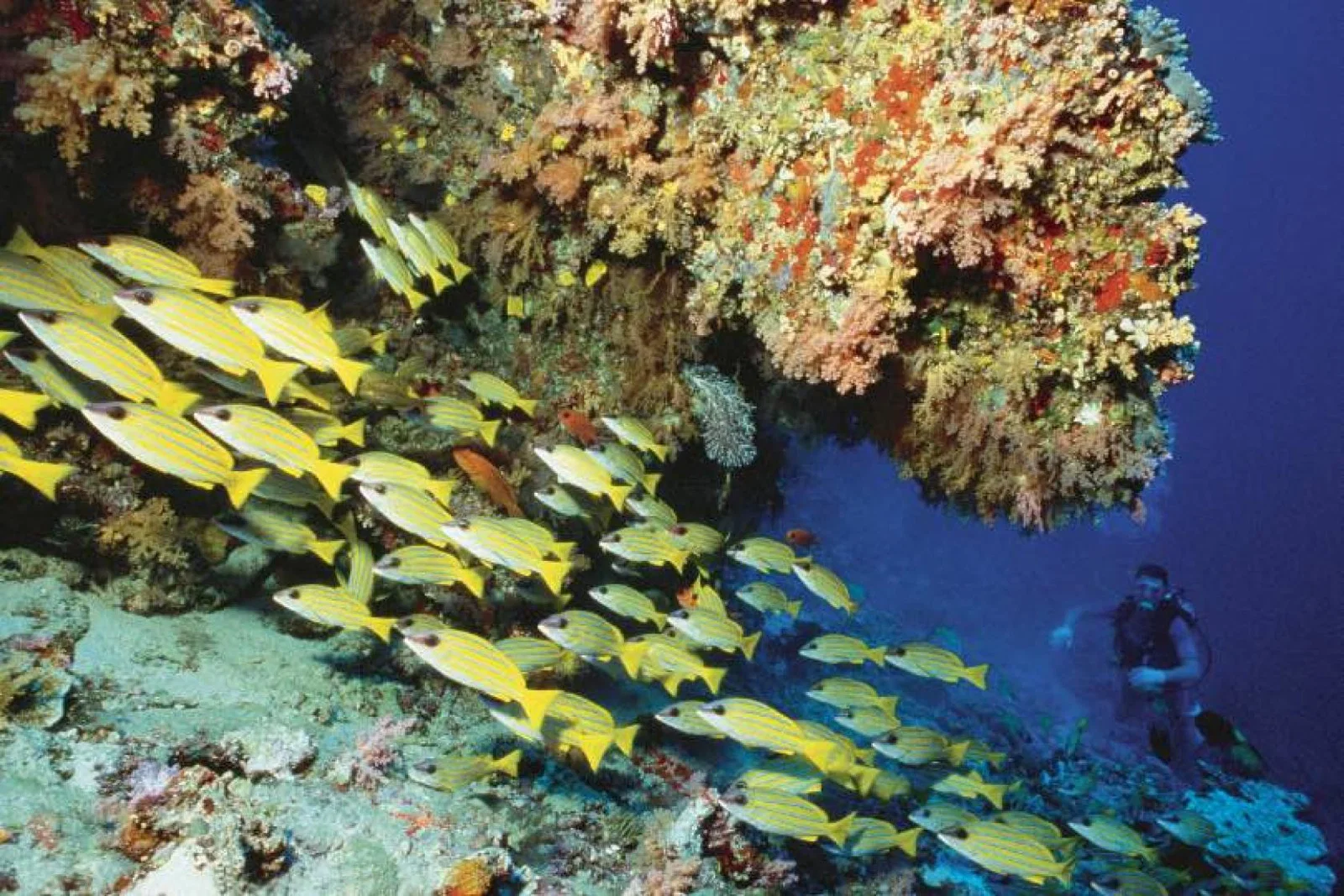 Soneva Foundation plans to create one of the largest coral farms in the world