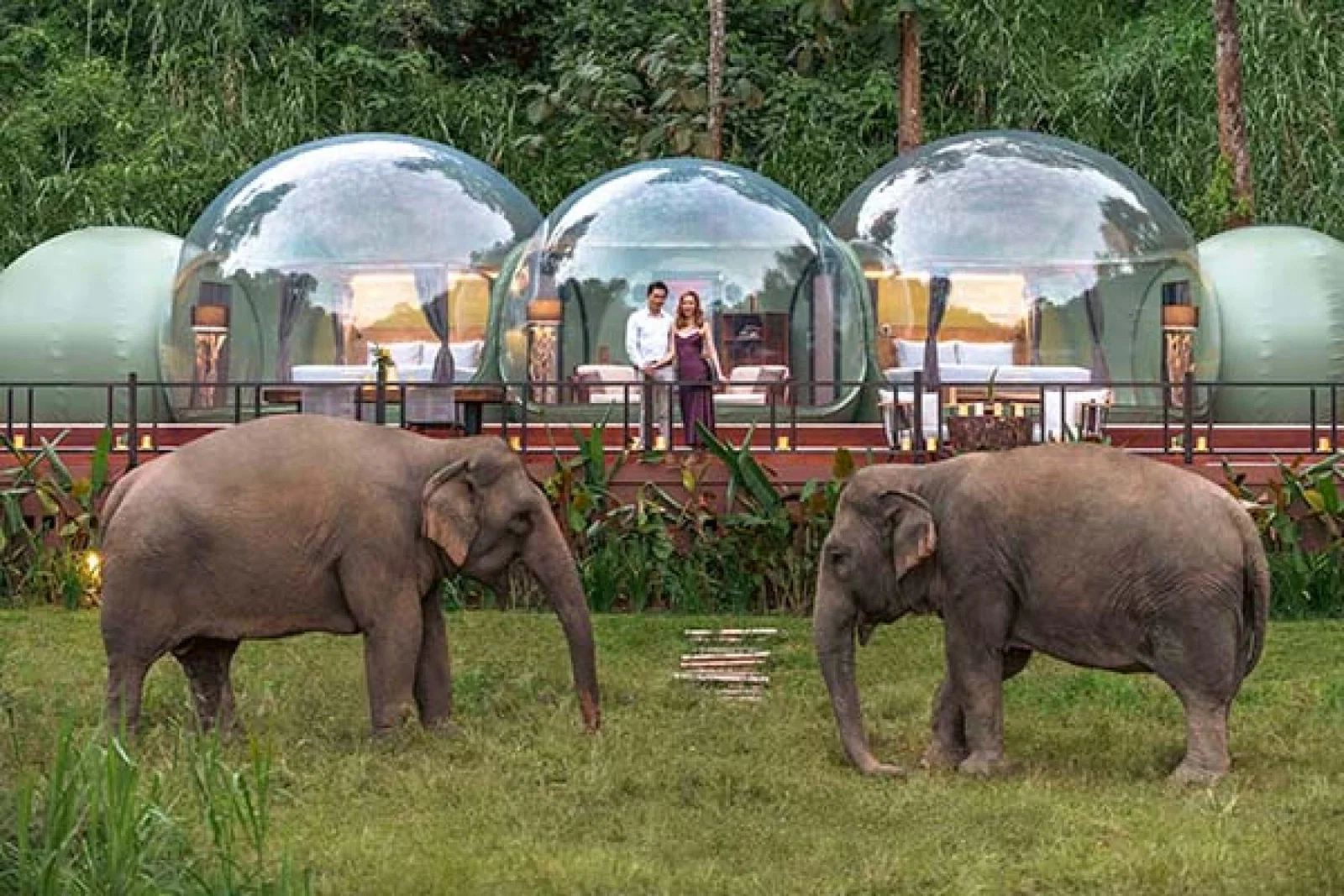 Spot free-roaming elephants at the Anantara Golden Triangle resort  