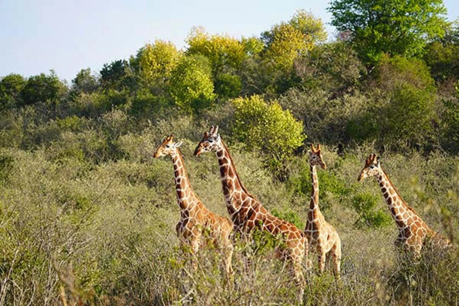Giraffes are just some of the wildlife living in the Suyian Conservancy in north-western Laikipia, where &Beyond will open in 2025