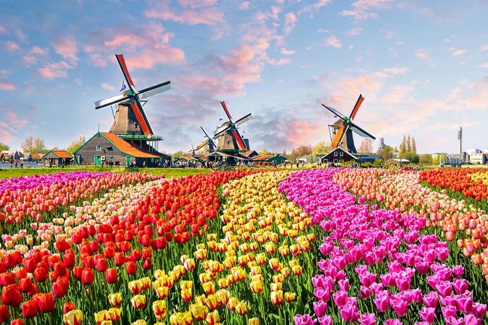 Out in the Tulips Uniworld
