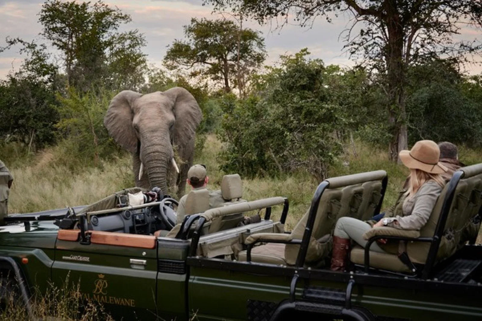 crop_rm-experience-game-drive-elephant (2).jpg