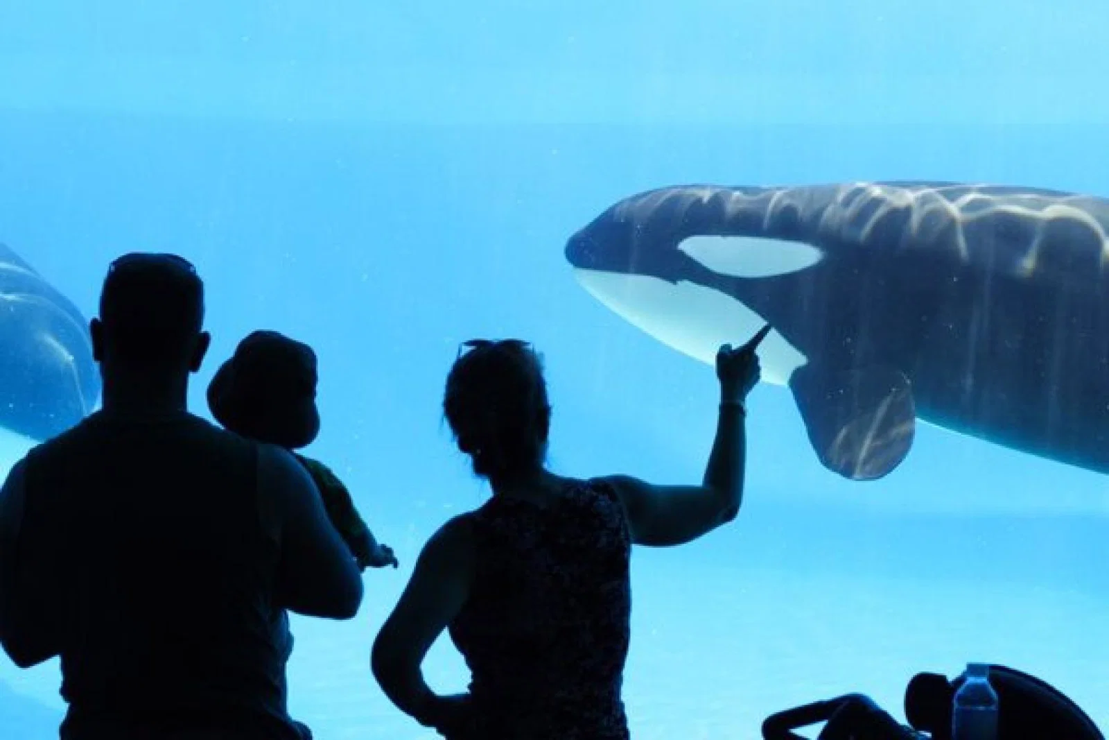 orca_killer_whale_cetacean_iStock-157185206.jpg