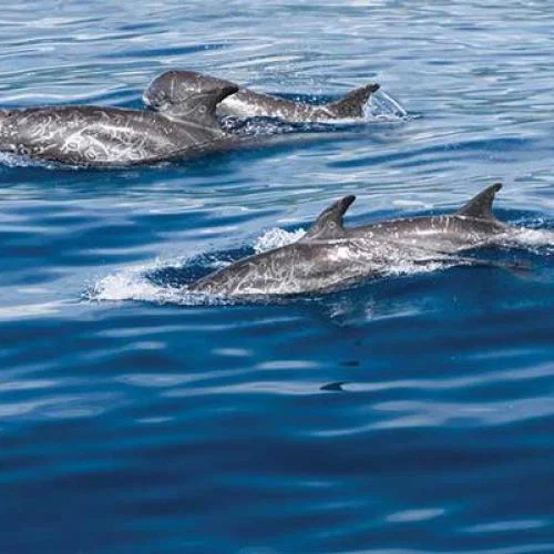Taiwan-dolphins-iStock-502819047_METhumb.jpg