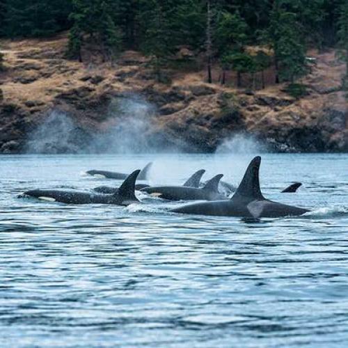 web24565--Pod-of-orcas_METhumb.--Credit---Destination-BC-and-Reuben.jpg