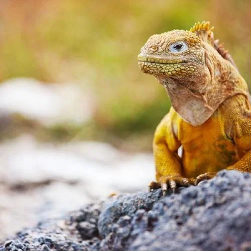 Galapagos_Santa-Fe_Land-Iguana_Shutterstock_160233083_web_METhumb.jpg