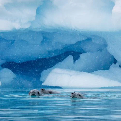 Hurtigruten_5_seals_Credit__Hurtigruten.jpg