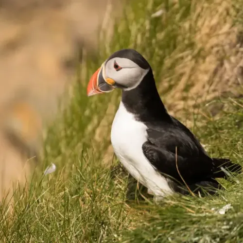 Puffin