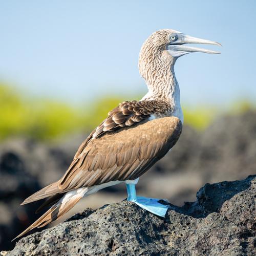 Two additional Galápagos ships and an unrivalled heritage: introducing National Geographic-Lindblad Expeditions
