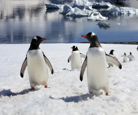 Gentoo Penguins