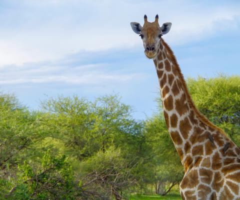 Giraffes in Namibia