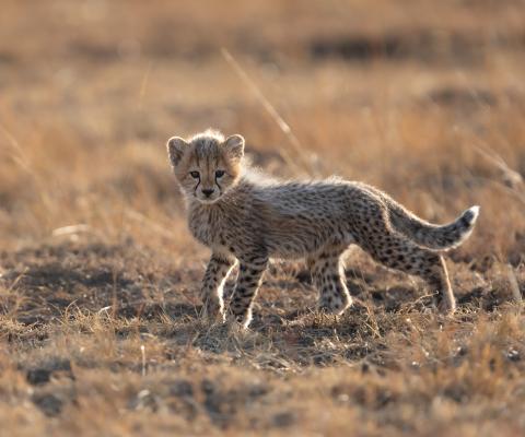 Lion cub at Enonkishu Conservancy