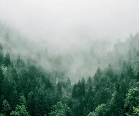 Inghams and Santa's Lapland has published a new Nature and Climate action plan