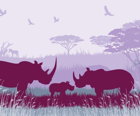 Safari concept