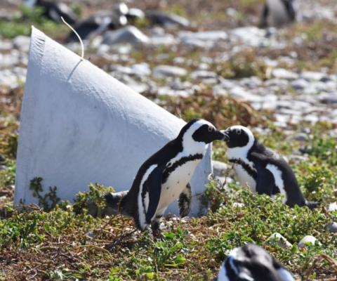 Two sponsored penguins outside of their nesting home.