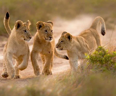 3 lion cubs playing