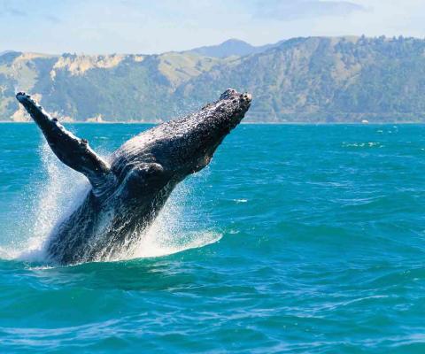 Kaikoura-Humpback-Whale-Credit-Shutterstock.jpg