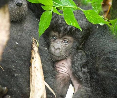 Baby gorilla 3
