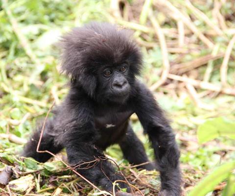 Baby gorilla Rwanda