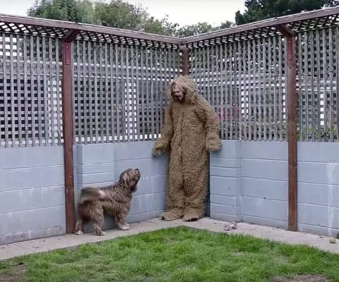 dog.jpg