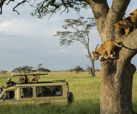 Africa Tanzania Serengetti Lions G Adventures