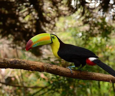 CATA-Belize.jpg