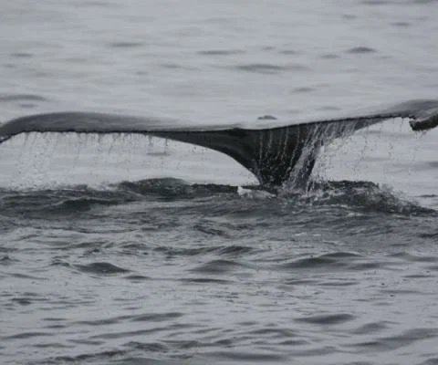 Whale tail fin