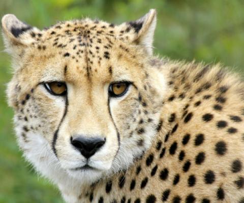 cheetah.jpg
