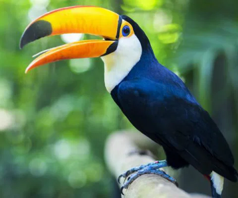 Toucan ThinkstockPhotos-504784032.jpg
